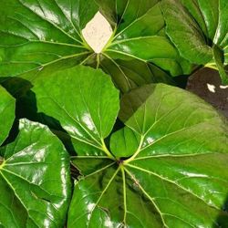 Exotic Leopard Plant