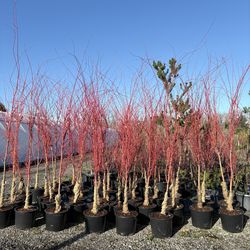Coral Bark Maples (6-7’)