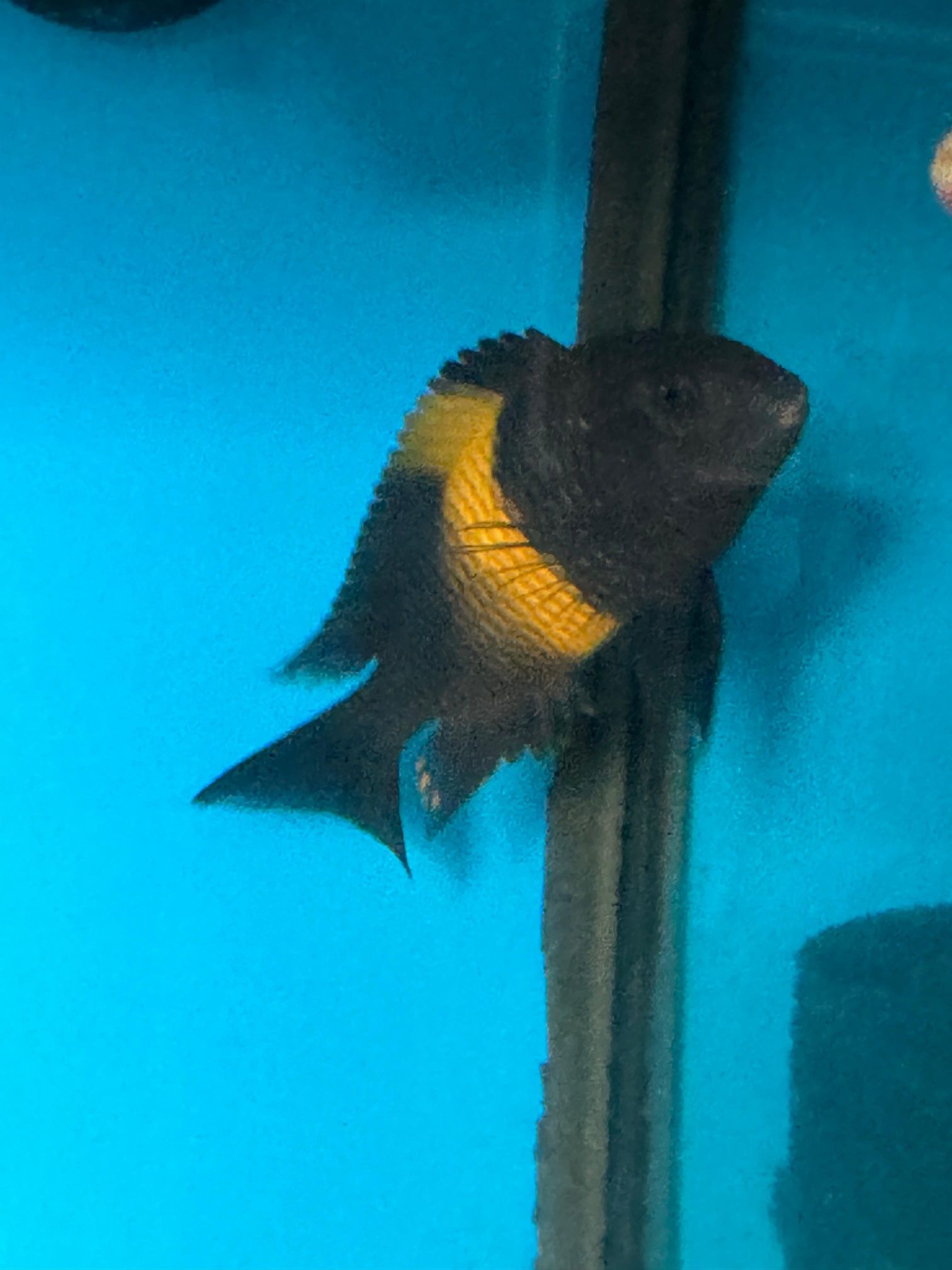 Beautiful Tropheus Moorii Fish β Vibrant & Active β Rare Find!