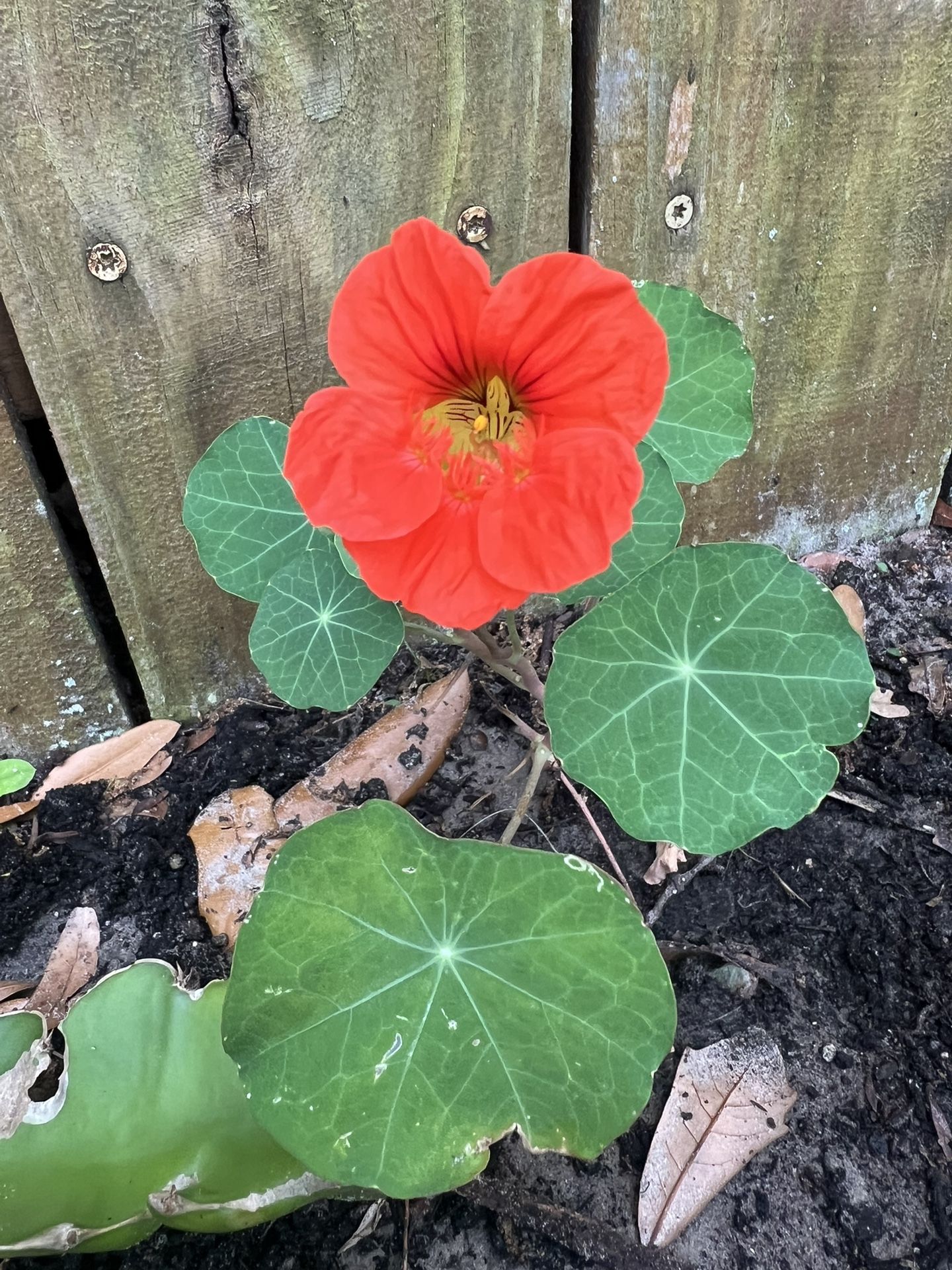 Plants For Sale Edibles Mexican Mint Nasturtium Chives Tomato Aloe Succulents Bee And Butterflies Plants Stapelia