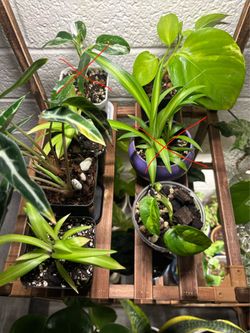 Plant/propagation bundle