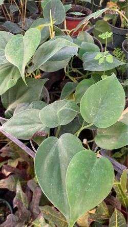 Heart leaf plant 4 in pot