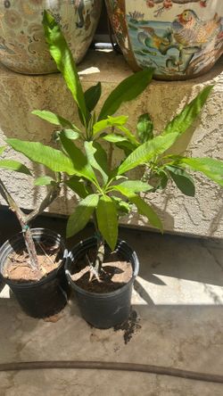 plumeria