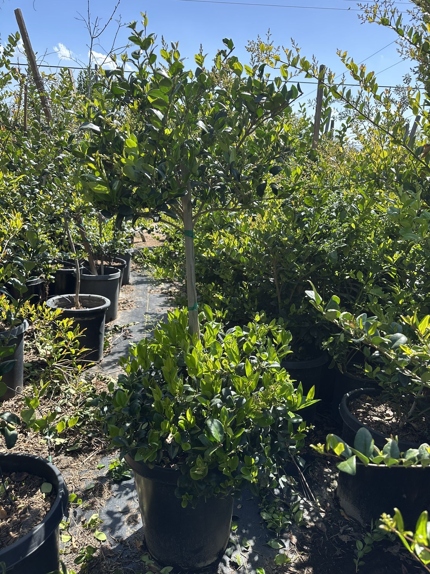 2 Tiers Waxleaf Privet Topiary Bonsai