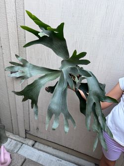 6” xl Staghorn fern