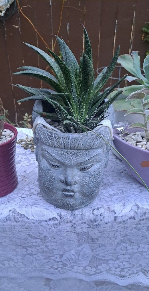 Buddha Succulents