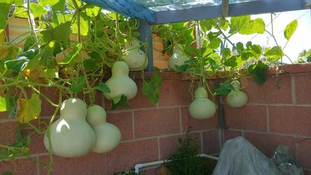 Bottle Gourd Plants Pot Cây Bầu Hồ Lô