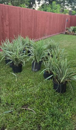 Plantas muy bonitas