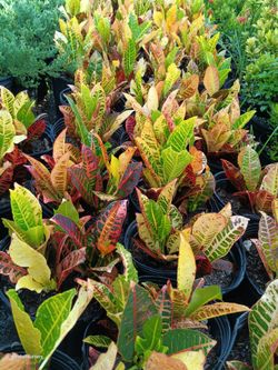 Croton Petra 3gl privacy hedge plants $8