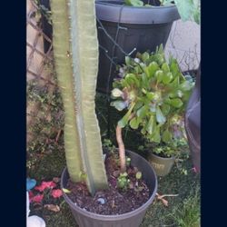 Tall Cactus Plant With A Beautiful Succulent Flower  