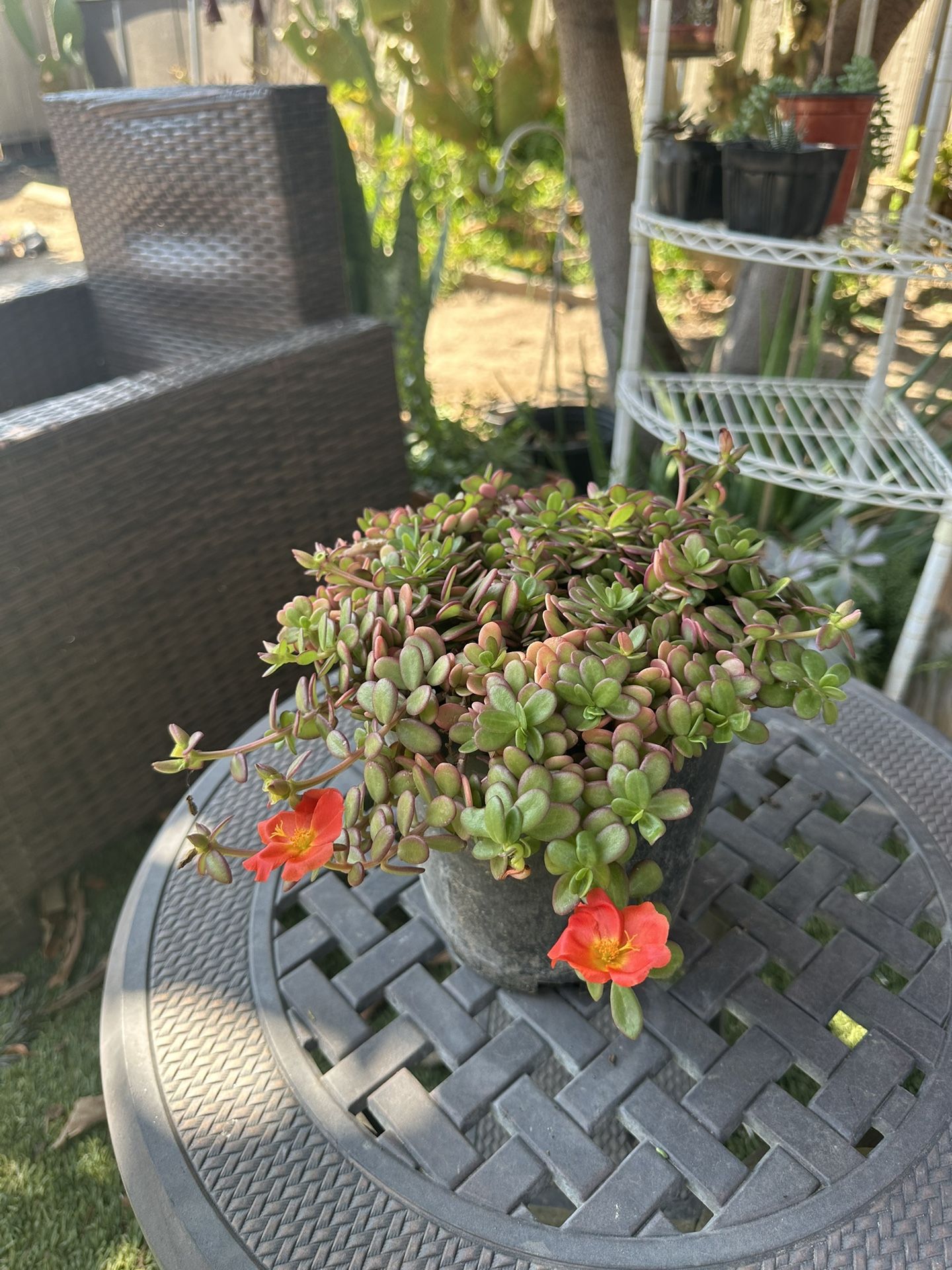 Planta