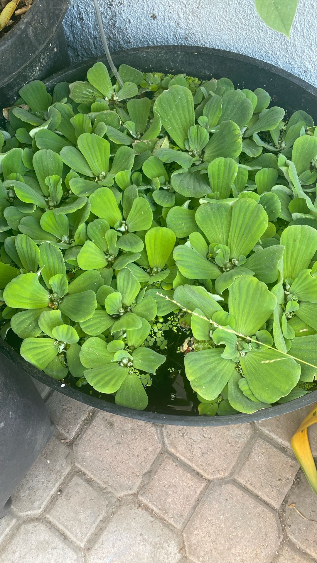 Giant Water Lettuce