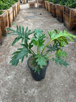 Philodendron