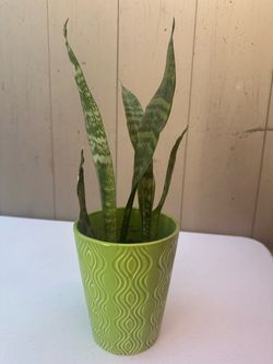 Snake Plant in Green Ceramic Pot