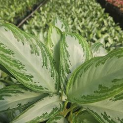 Aglaonema Silver Bay 🌿 – Tropical Elegance (Bulk & Individual)