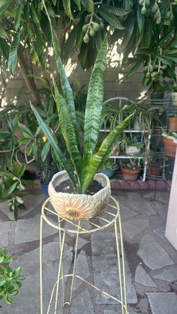 19 Inches Tall Snake Plsnt