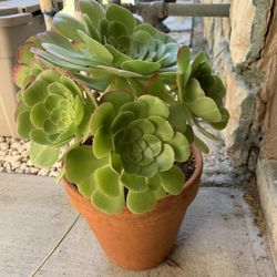 Beautiful Succulent Small Tree