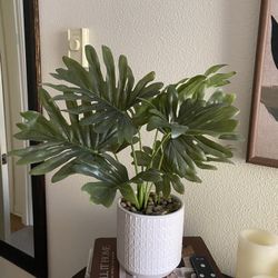Faux Plant