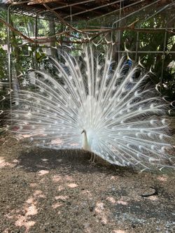Peacock feathers white