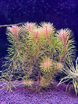 Rotala Bossii