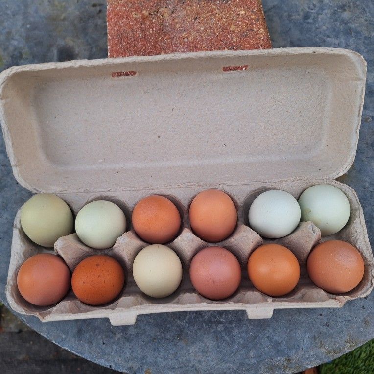 FARM FRESH EGGS FREE RANGE NON GMO  6/DOZEN 2/10  CITRUS PARK/KEYSTONE