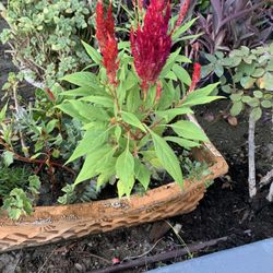 Clay Pot With 4 Different Plants $20