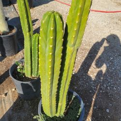 San Pedro Cactus