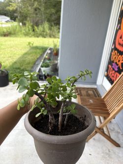Elephant Bush. Jade