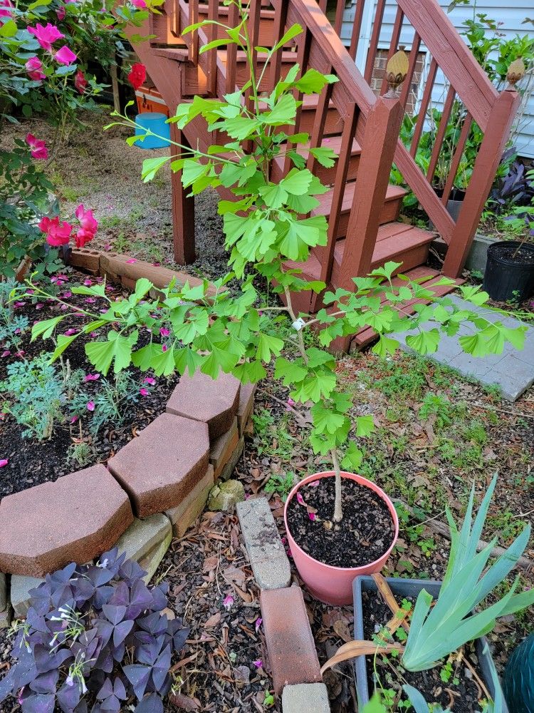 Ginkgo Tree