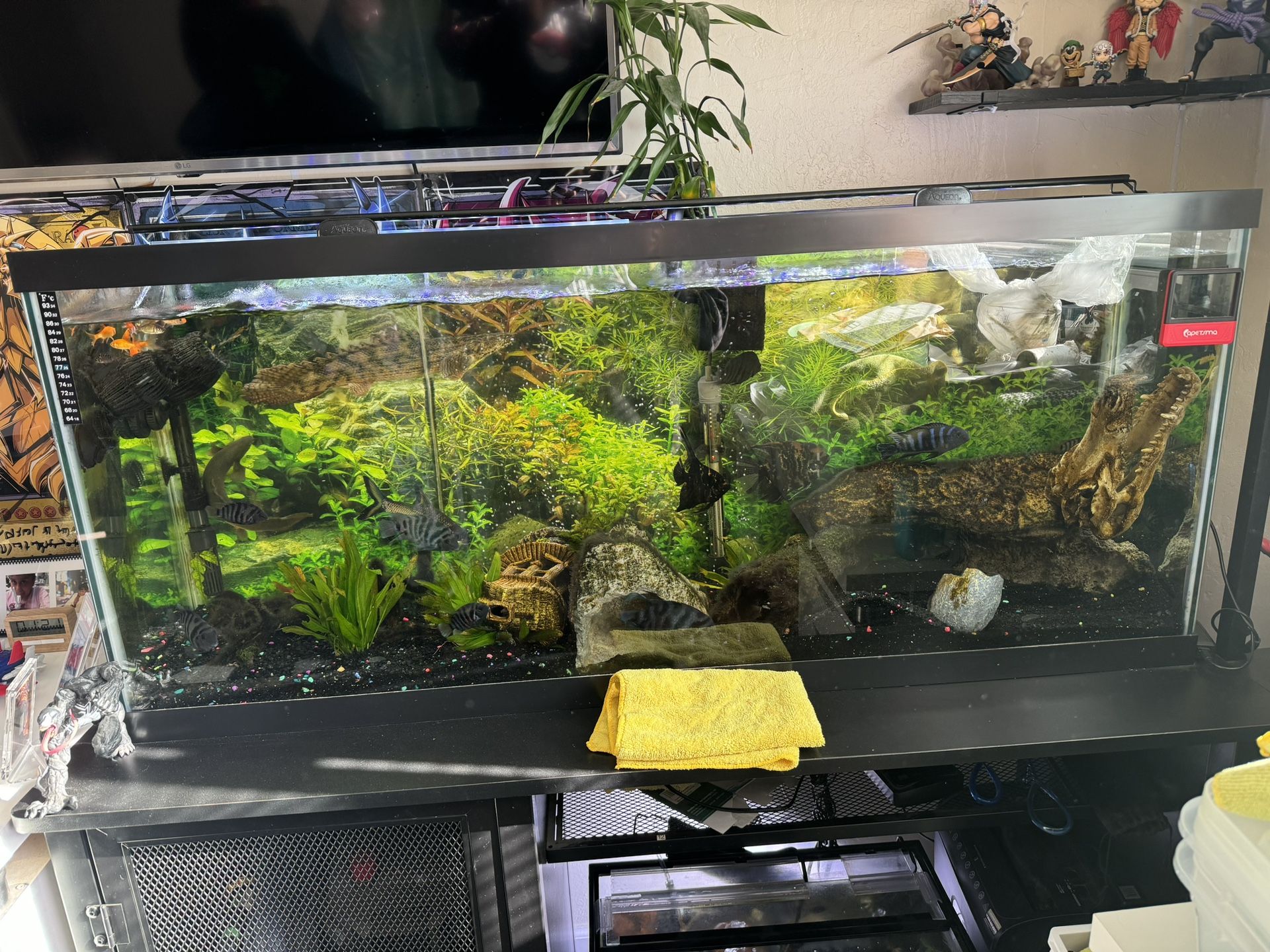 55G Aquarium Set Up