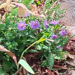 Aster Plants 