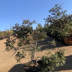 Vitex Topiary Plant 25gal 