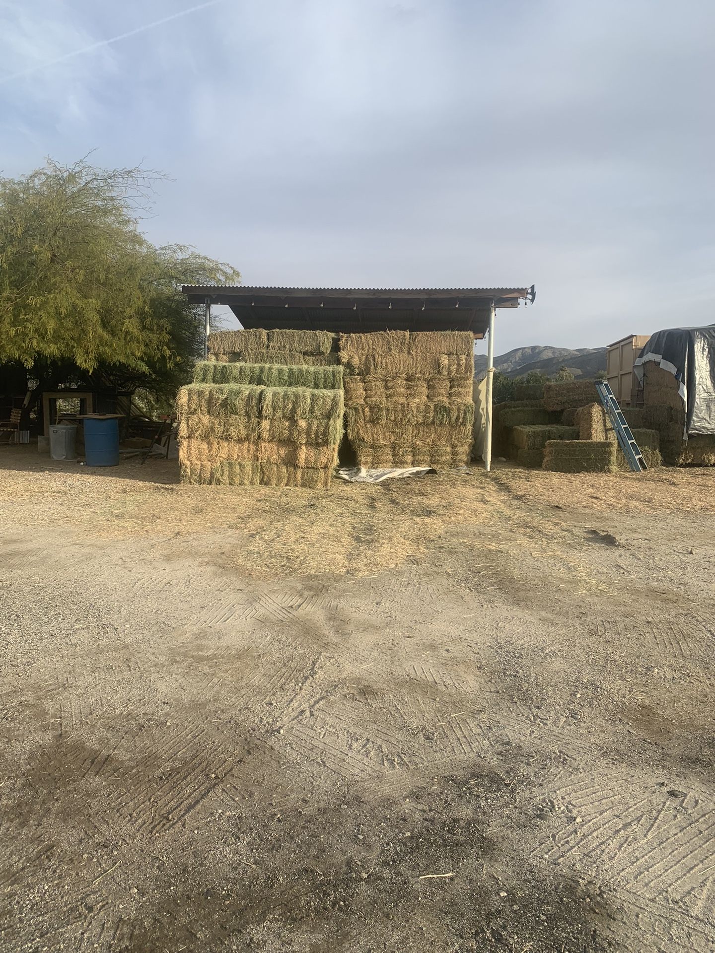 $17 Hay / Alfalfa