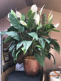 Big Indoor Plant Decoration