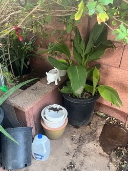 Planters and Plants for sale garden