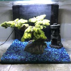 Medium Sized Fish Tank