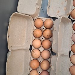 FRESH EGGS, NOT FERTILIZED!