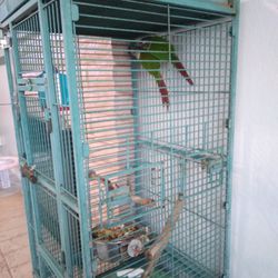 Gaula Para Pericos