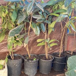 Loquat Tree 