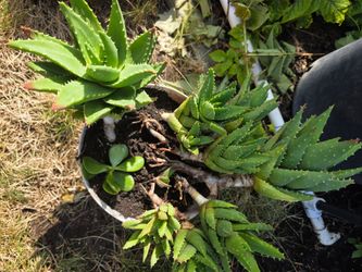 Suculentas plant