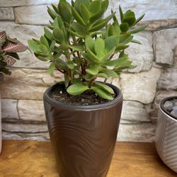 Succulent House Plant In Textured 5"H Pot.