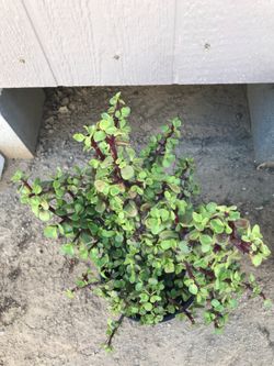 Succulents on 1 gallon pot