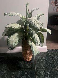 Silver Bay Chinese Evergreen artificial plant