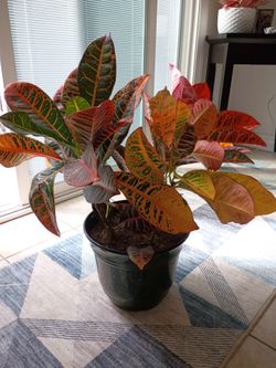 Large Croton Plant in green beautiful planter