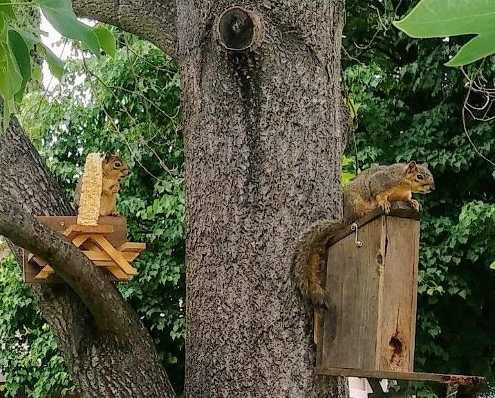 Rustic squirrel picnic tables