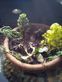 Cactuses