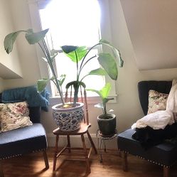 Blue Upholstered Chairs 