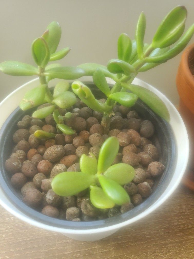 JADE PLANT WITH DRAINAGE STONES POTTING.
