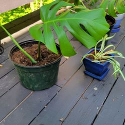 Monstera Plant For Sale 