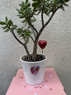 Jade Plant Valentines Gift 